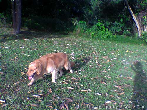 Rusty skulking around