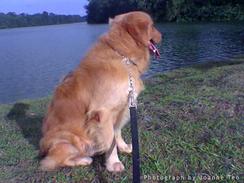 Rusty showing his back to camera