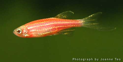 Red Zebra Danio