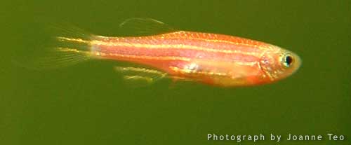 Red Zebra Danio