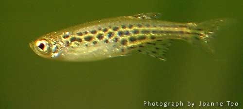 Blue Ring Danio
