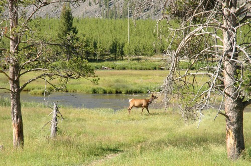 Elk Elk
