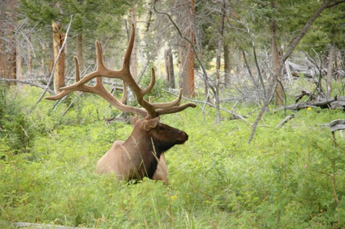 Bull Elk spotted at Wraith Falls, Yellowstone National Park Bull Elk spotted at Wraith Falls, Yellowstone National Park