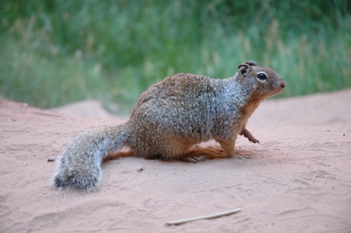 Squirrel in Zion Squirrel in Zion