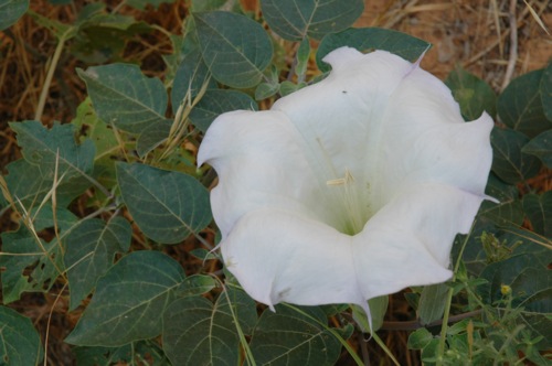 Some flower in Zion Some flower in Zion