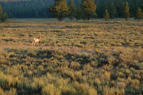 Pronghorn Deer, Bryce Canyon National Park Pronghorn Deer, Bryce Canyon National Park