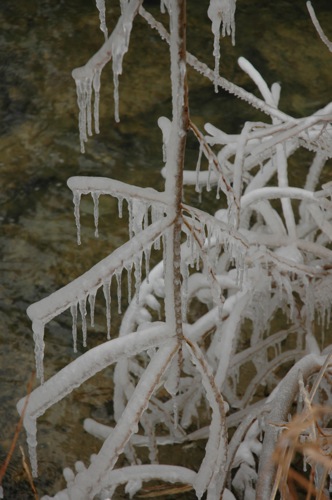 Icicles on branches along Cheonggyecheon Icicles on branches along Cheonggyecheon