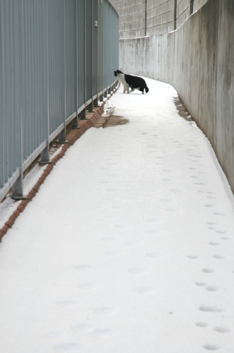 Cat with an eye on brunch. Cat with an eye on brunch.