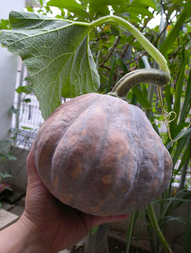 Pumpkin from our Garden Pumpkin from our Garden