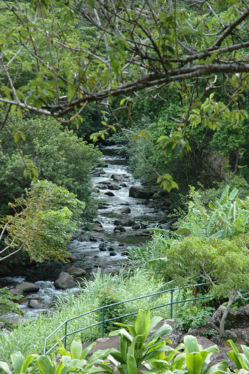 Iao Stream Iao Stream