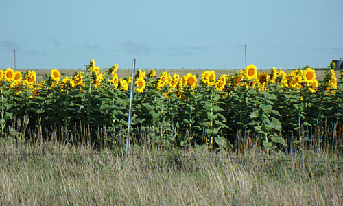 Sunflower fields. Sunflower fields.