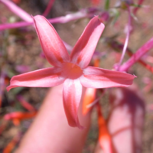 some flower at some reservoir at Pike's Peak. Some flower at some reservoir at Pike's Peak.
