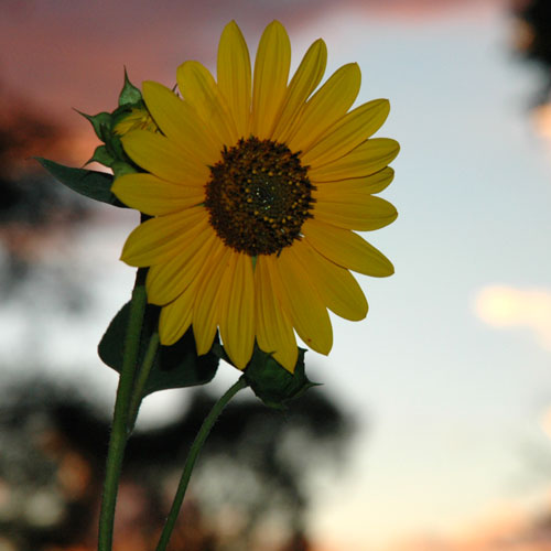 Sunflower in Taos as the sun set. Sunflower in Taos as the sun set.