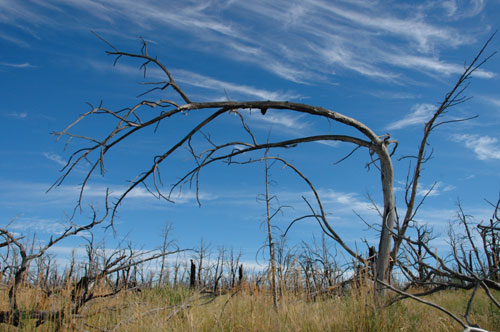 Tree at Mesa Verde National Park. Tree at Mesa Verde National Park.
