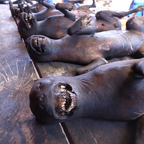 Dogs. There is a Manado dish in which dogs are cooked in their own blood. Dogs. There is a Manado dish in which dogs are cooked in their own blood.