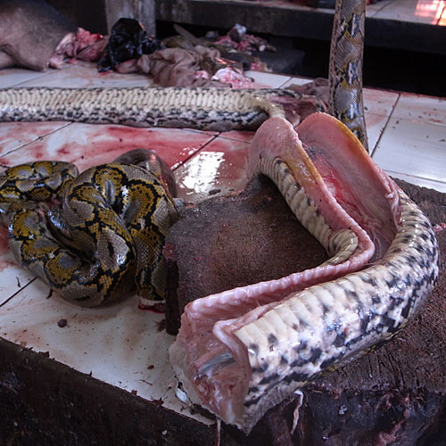 Snake. I didn't expect snakes to be hollow inside. Snake. I didn't expect snakes to be hollow inside.