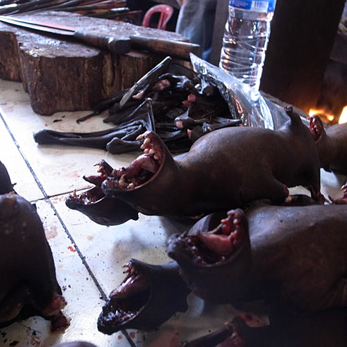 Bats with their chopped off wings in a stack in the background. Bats with their chopped off wings in a stack in the background.