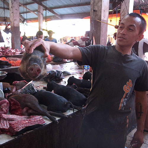 The long snout of a wild boar. A tasty treat for some. The long snout of a wild boar. A tasty treat for some.