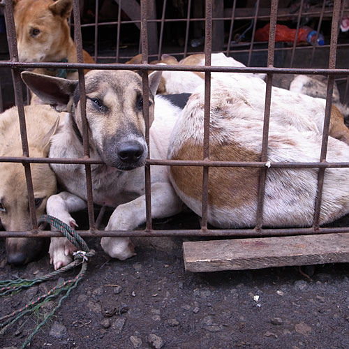 Dogs who would soon meet their death. Dogs who would soon meet their death.