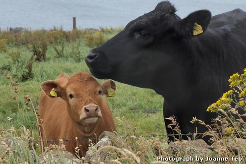 A lot more cows in Orkney. A lot more cows in Orkney.