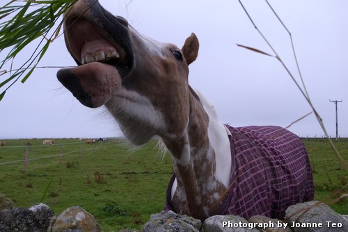 Hungry horse. Hungry horse.