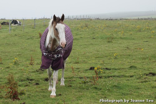 When the horse saw me, it galloped toward me. When the horse saw me, it galloped toward me.