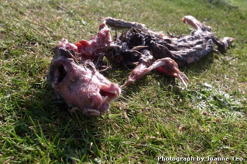 Dead rabbit on the walk at Brough of Birsay. Dead rabbit on the walk at Brough of Birsay.