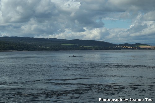 Lethargic Dolphins, Inverness. Lethargic Dolphins, Inverness.