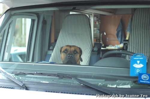 Dog waiting in camper, Inverness. Dog waiting in camper, Inverness.