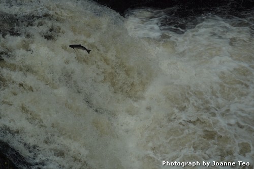 Salmon leaping at Falls of Shin. Salmon leaping at Falls of Shin.