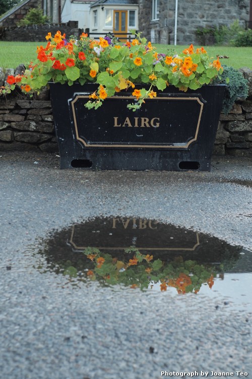 Flowers at Lairg. Flowers at Lairg.