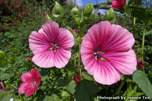 Flowers at the Gardens at Castle of Mey. Flowers at the Gardens at Castle of Mey.