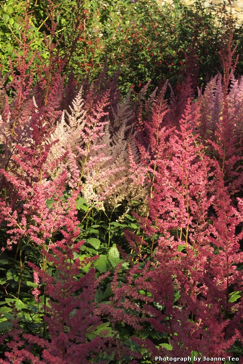 Wild flowers at the Castle of Mey. Wild flowers at the Castle of Mey.