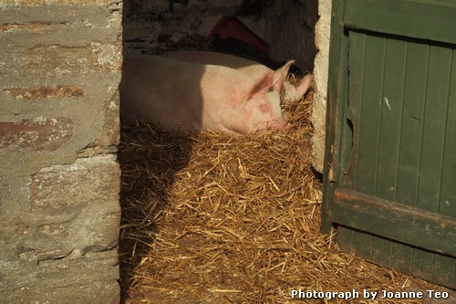 Prized pigs at Castle of Mey. Prized pigs at Castle of Mey.