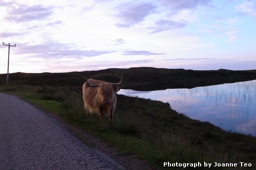 Highland cow crossing the road at sunset. Highland cow crossing the road at sunset.