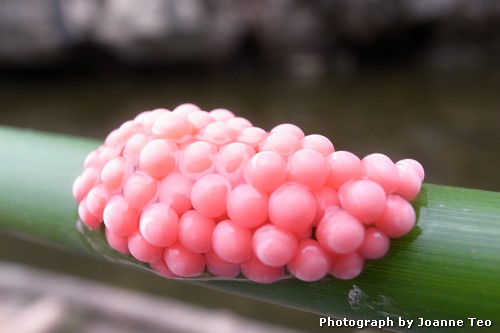 20130228-022241_R0017112 These things grow on rocks here and at Trang An.