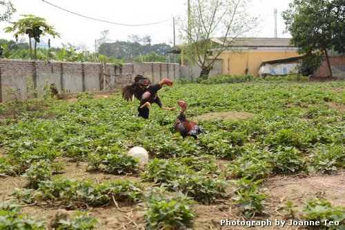 20130302-051345_JTJ_2789 A cock fight outside the restaurant.
