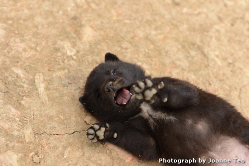 20130306-072307_JTJ_4100 One month old puppy in Lo Lo village.