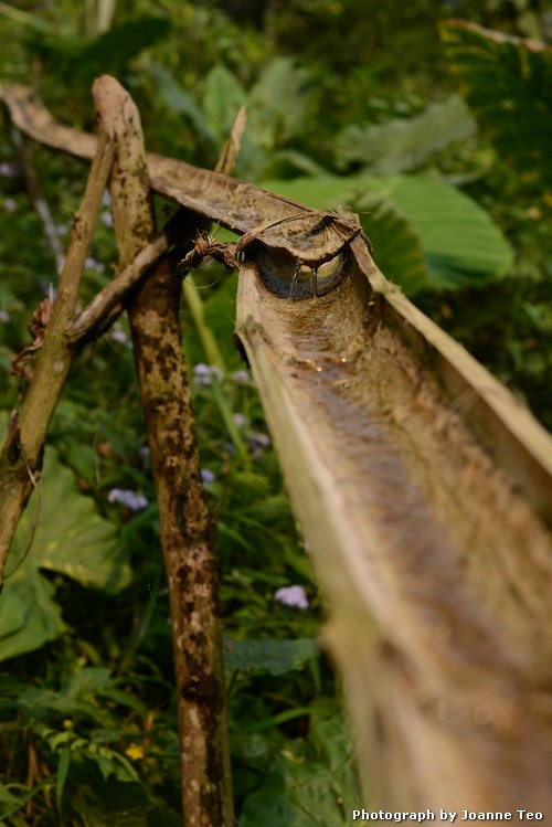 20130308-021253_20130308-021253_JTJ_4282 Water channeled down hills.