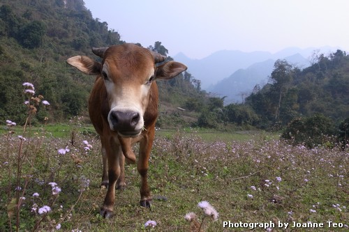 20130308-030411_20130308-030411_R0017951 Cow.