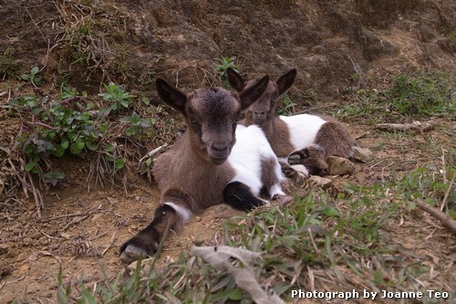 20130308-053148_20130308-053148_R0017984 Baby goats.