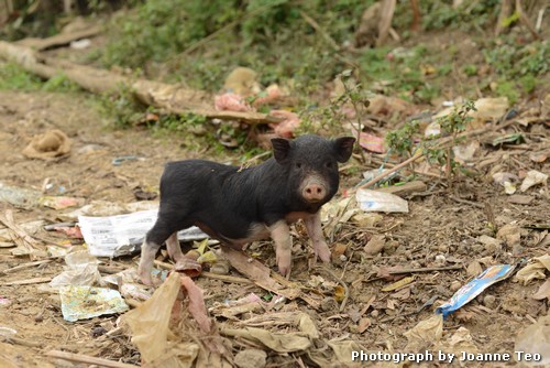 20130308-054847_20130308-054847_JTJ_4321 Piglet.