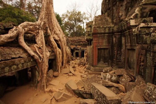 Tree sitting on Ta Prohm.