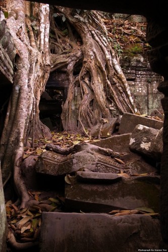 Roots at Ta Prohm.