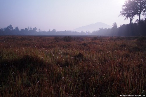 Conservation park around Banteay Srei.