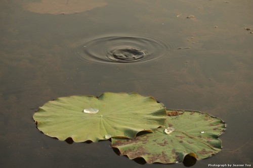 Rule of threes? 2 round lotus leaves and a ring of water movement made by a fish.