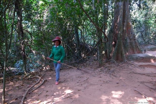 Sweeping the forest floor.