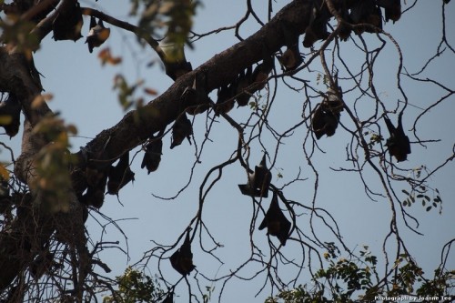 Fruit bats hanging in tree.