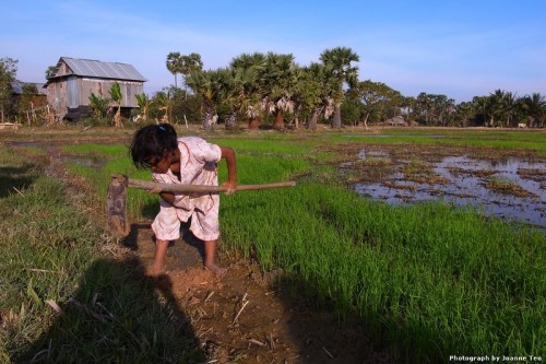 Digging for crabs in a rice field is quite difficult.