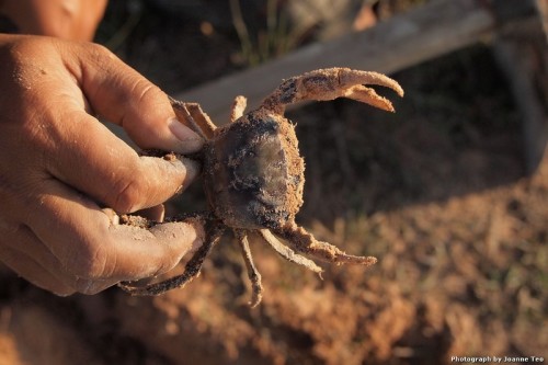 Freshwater crab. This was one of the larger ones.